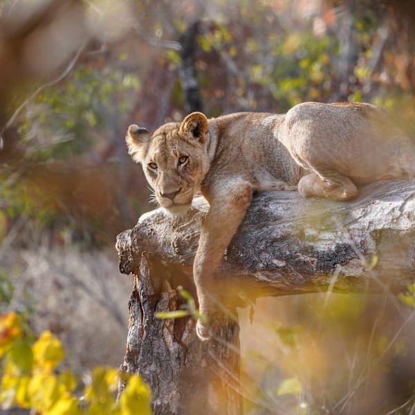 Zuid-Afrika roadtrip: via Kruger naar tentsafari