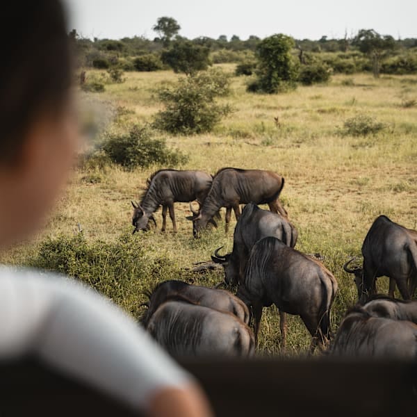 Zuid-Afrika roadtrip: via Kruger naar tentsafari